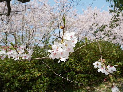 伏見川の桜