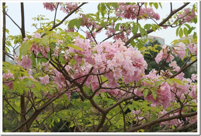 tainan_flower04