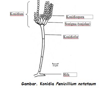 Klasifikasi Jamur Zygomycota Ascomycota Basidiomycota 