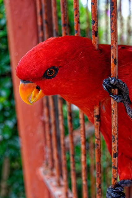 Parrot in the cage 4 level and question answer