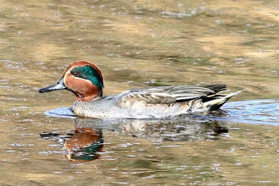 'Green-winged Teal - Anas crecca, male swimming in the Duck pond,"