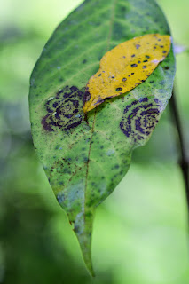 Small yellow leaf on top of larger green leaf with black concentric circles