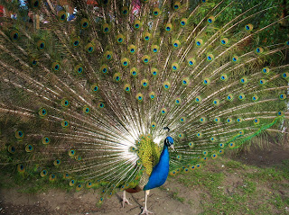 Pavo real en el jardín