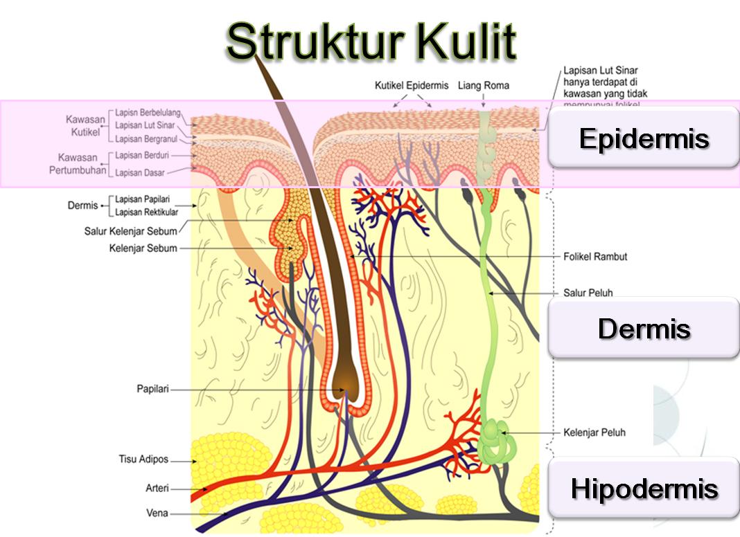 Biologi INTEGUMEN KULIT