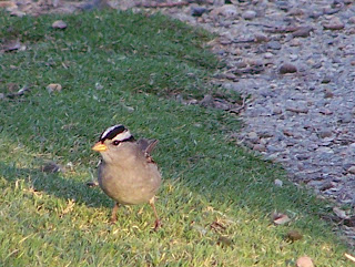 White-crowned Sparrow at Central Park by Alice's Breakfast in the Park