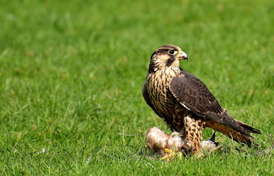 Peregrine Falcon