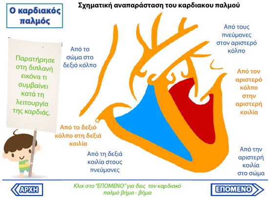 http://photodentro.edu.gr/lor/retrieve/16707/HeartPulse.swf