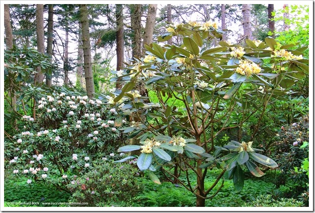 160410_Victoria_UVic_FinnertyGardens_0026