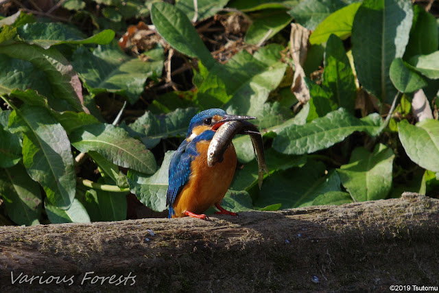 kingfisher eating big fish