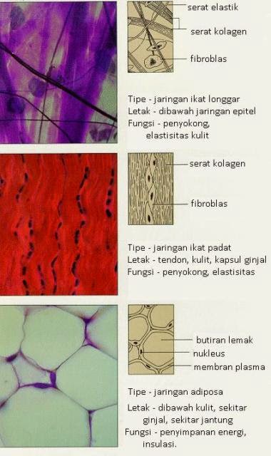 Sifat Ciri Ciri  dan Fungsi Jaringan  pada Tumbuhan dan 