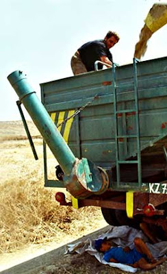 Harvesting Wheat