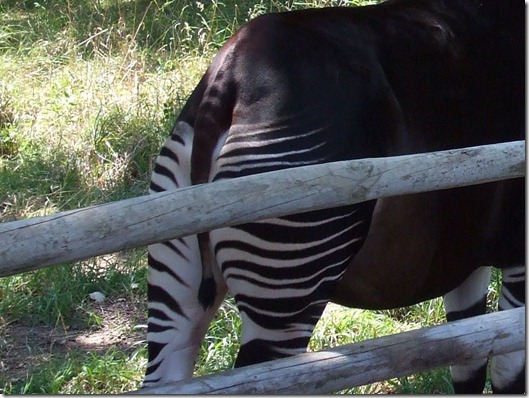 Zoo 008