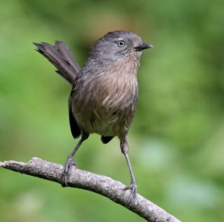 Kicau burung Wrentit keren untuk masteran