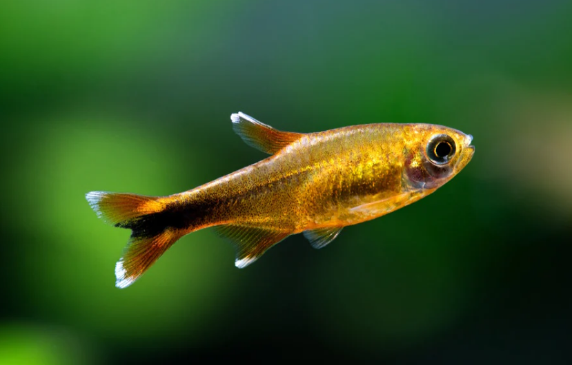 Silvertip Tetra