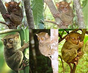 Philippine Tarsier - The Largest Eyes Mammal