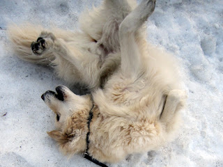 雪の上でデングリ返る犬