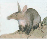 Aardvark