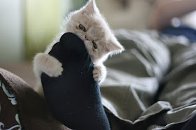 funny cats pictures, cat eats sock