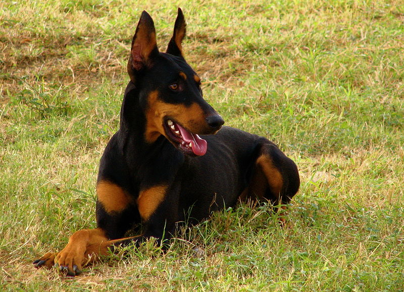 Dog Directory: Doberman