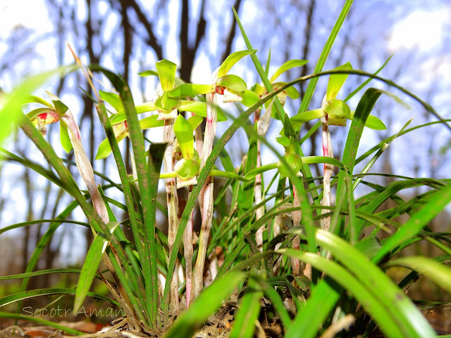 Cymbidium goeringii