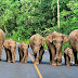 Elephant Family Travels On Road With Discipline