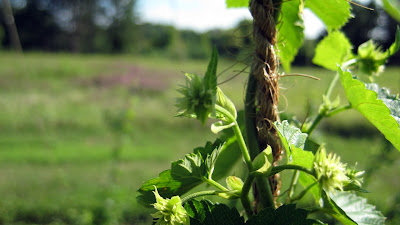 Hop trellis, Minnesota, Cascade, Beer, Cones, Lupulin,