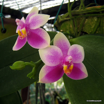 Phalaenopsis violecea at OrchidBLiss