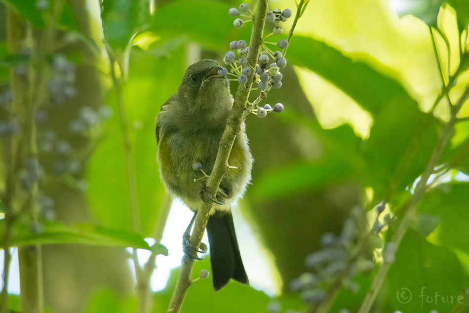 Anthornis melanura, Korimako, New Zealand Bellbird, Makomako, Uus Meremaa, kellalind