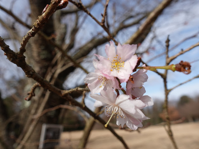 とっとり花回廊　桜の広場　十月桜