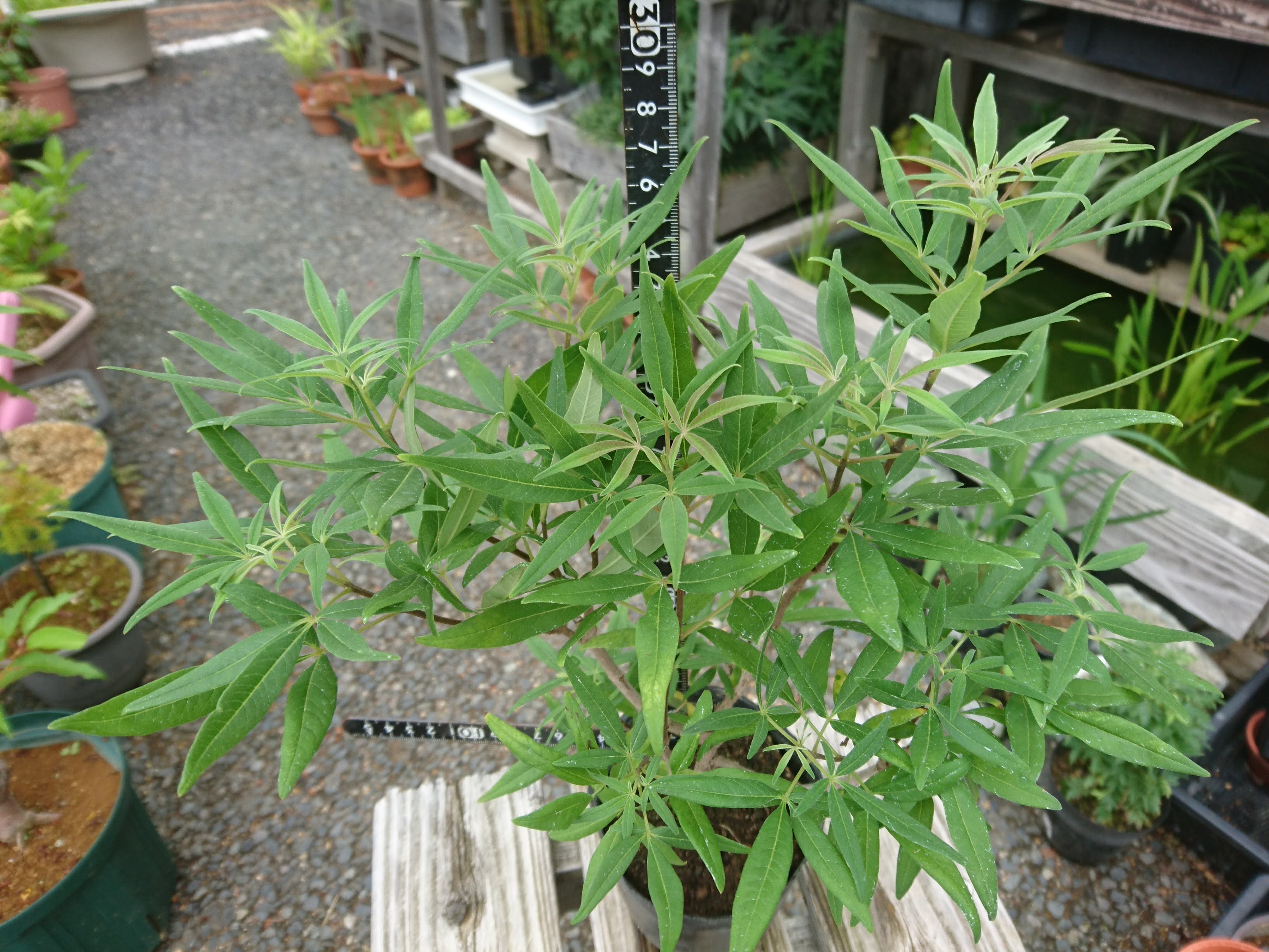 セイヨウニンジンボクの育て方 小さな鉢植えで夏に穂状の美しい青紫色の花を楽しむ メダカの大工