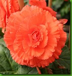Begonia Dobrada Laranja