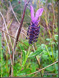 P1140468