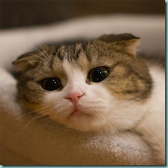 pet cat