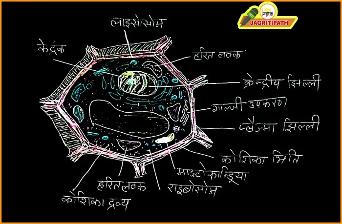 Cell structure