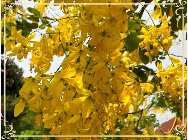 Cássia-imperial ou Chuva de Ouro (Golden Shower Tree)