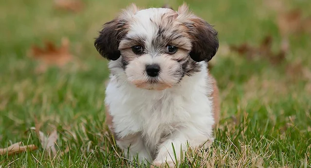 "Close-up of a cute Shichon dog, also known as a Teddy Bear dog, with fluffy fur and a charming expression, showcasing its adorable and affectionate nature."