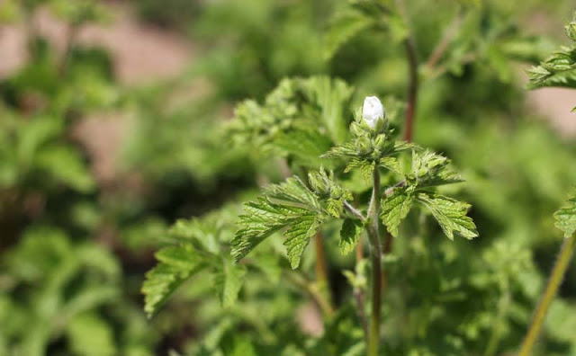 Potentilla Rupestris