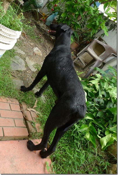 my dog, tentatively named Blackie