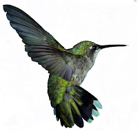 Picture Of A Humming Bird