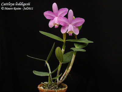 Cattleya loddigesii care and culture