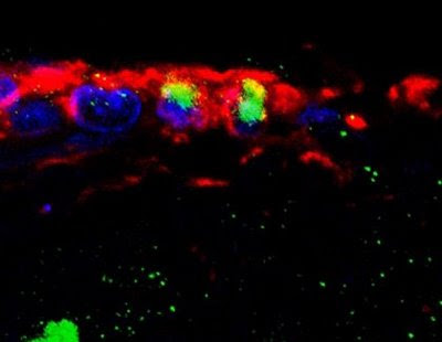 Adult ependymal cell in the rat brain.