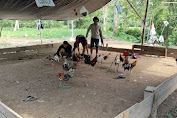 Polres Tolitoli Grebek Judi Sabung Ayam Di Desa Salugan Kecamatan Lampasio.