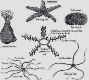 Ciri ciri dan Klasifikasi Filum Echinodermata 