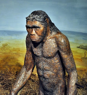 Homo habilis (умел човек) (от преди около 2,5 млн. до преди около 1,5 млн. )