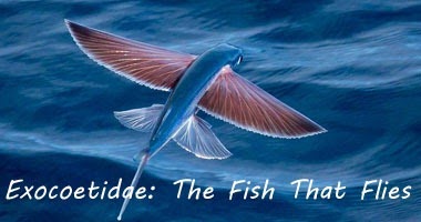 flying-fish