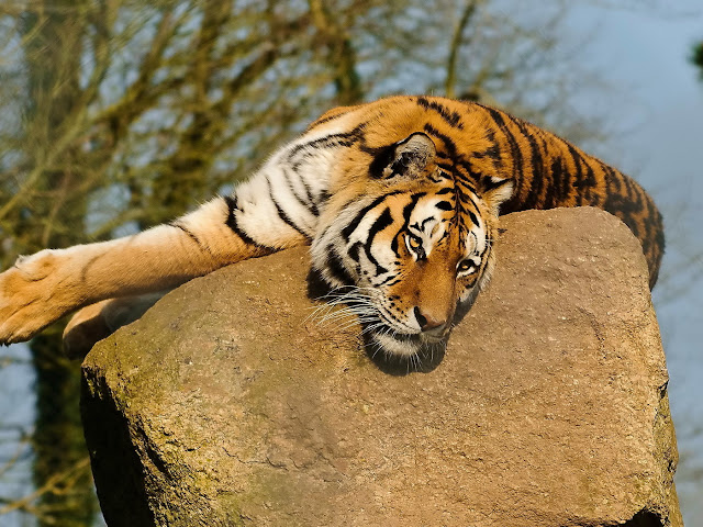 Tired Tiger Lying on Rock HD Wallpaper