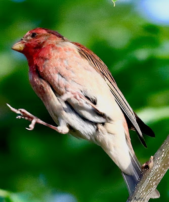"Common Rosefinch - passage migrant, taking off."