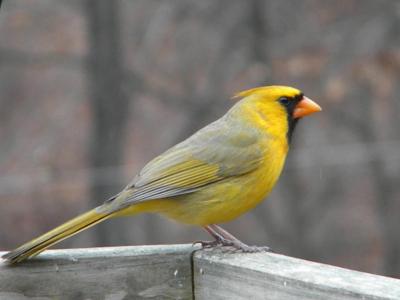 Yellow Cardinal Bird