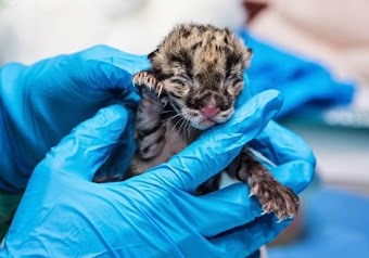 Delightful Clouded Leopard Cub's Birth Signals Conservation Success 