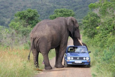 Car Is The Best Target When Animals Gone Wild Seen On  www.coolpicturegallery.us